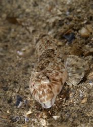 Dragonet. North Wales. D200,60mm. by Derek Haslam 